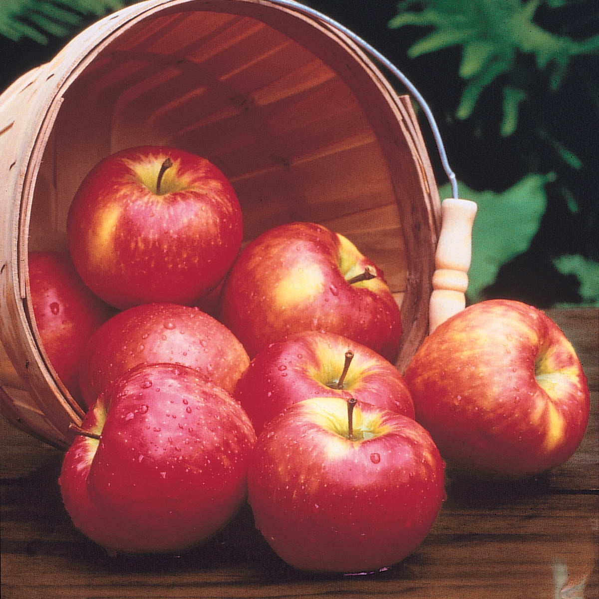 Honeycrisp Apple / 1 pc – Doorstep Produce