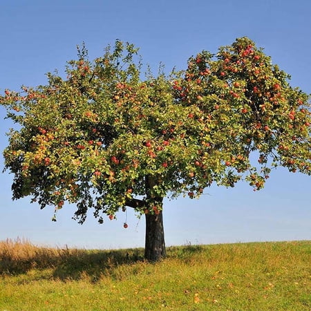 Brighter Blooms - Honeycrisp™ Apple Tree, 2-3 ft. - No Shipping to AK, AZ, CA, HI, ID, OR, WA