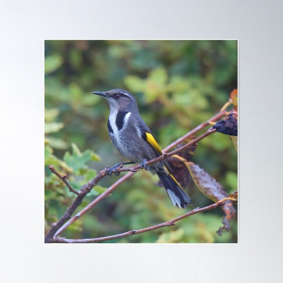 Honeyeater ~ Crescent Honeyeater 4Fypkmh5 By David Irwin Poster Wall Art, Modern Wall Decor For Living Room Bedroom, 16x24 UNFRAMED