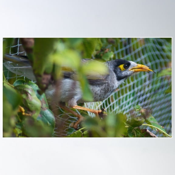Honeyeater ~ Noisy Miner Vuktysun By David Irwin Poster Wall Art, Modern Wall Decor For Living Room Bedroom, 16x24 UNFRAMED