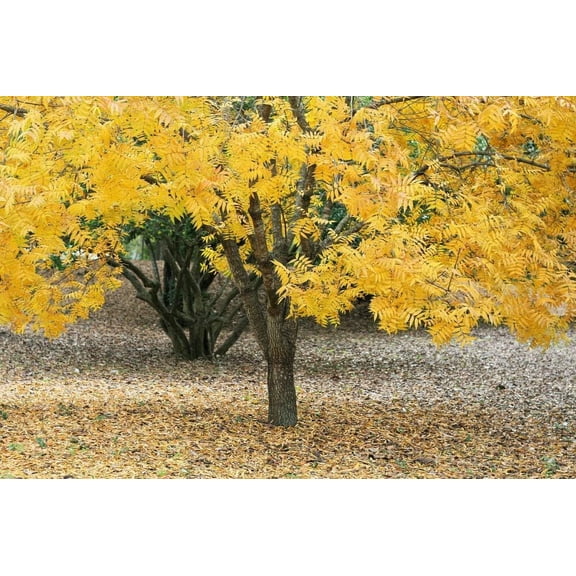 Honeylocust Tree Seedling (Gleditsia triacanthos) Elegant Shade Tree with Light, Airy Foliage - Plant Your Own to Grow (5 Seedlings)