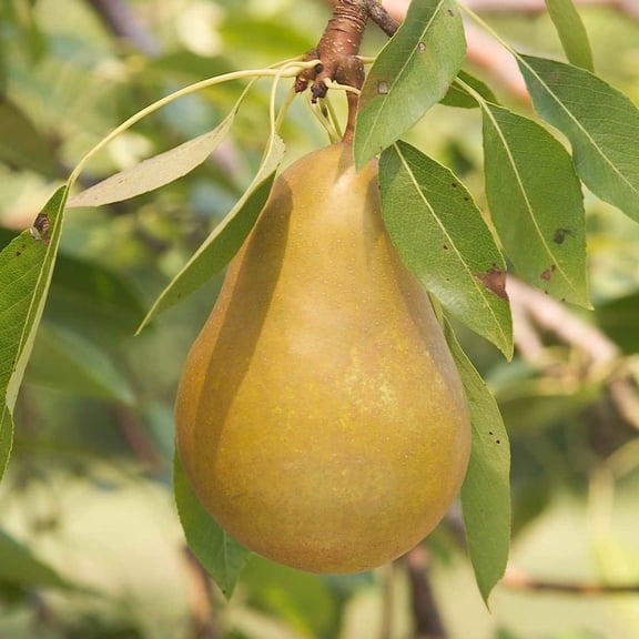 Honeysweet Pear Standard Dormant Bare Root Starter Fruit Tree (1-Pack)