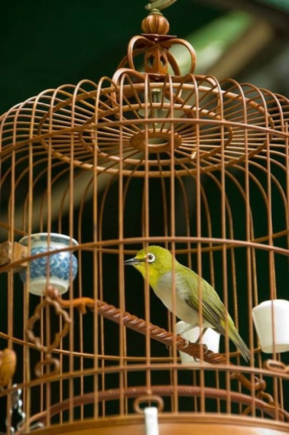 Hong Kong Bird Garden Market Caged pet birds Canvas Art - Cindy Miller Hopkins DanitaDelimont (11 x 17)