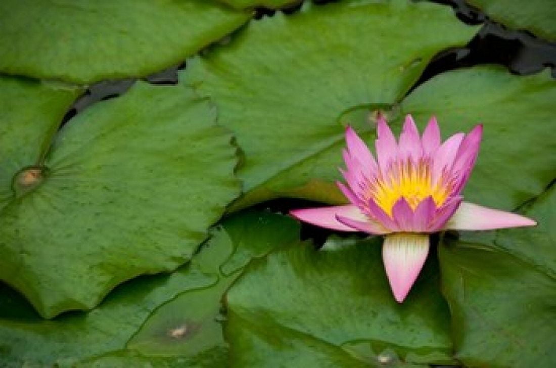 Hong Kong Chi Lin Lily pond flower Canvas Art - Cindy Miller Hopkins DanitaDelimont (34 x 23)