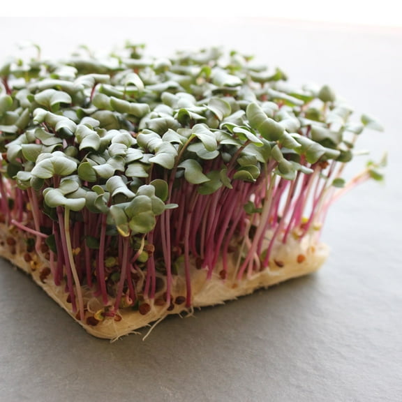 Hong Vit Radish Microgreen Seed 6 Gram ~741 seeds – Non-GMO, Heirloom – Fast 6-10 Day Harvest – Spicy Flavor, Pink Stems – High-Yield, Nutrient Dense – Grows Indoors, Soil or Hydroponic