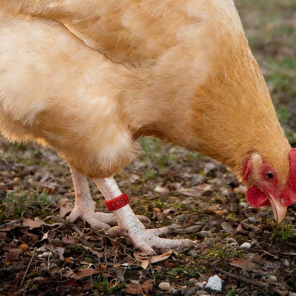 Honmine 50PCS 16mm Chicken Identification Band 5 Color Plastic Poultry Chickens Ducks Leg Rings Clip-On Round Tags Poultry Identification Bands