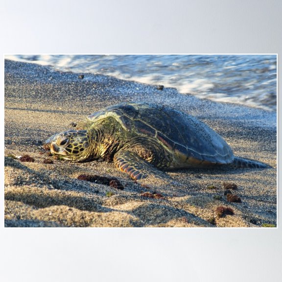 Honu Sunbathing Poster Wall Art, Modern Wall Decor For Living Room Bedroom, 24x36 UNFRAMED