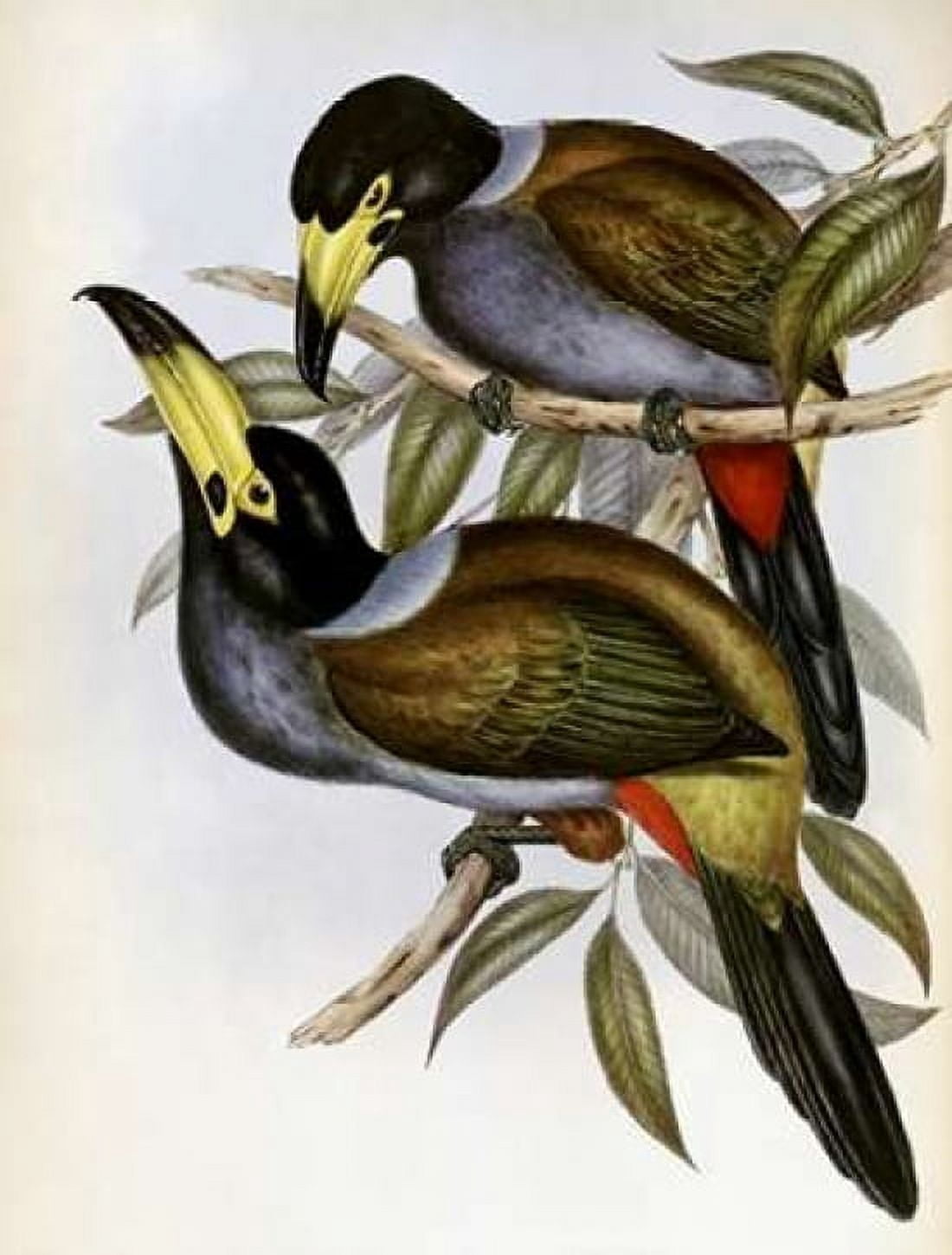 Hooded Hill Toucan Canvas Art - John Glover (18 x 24)