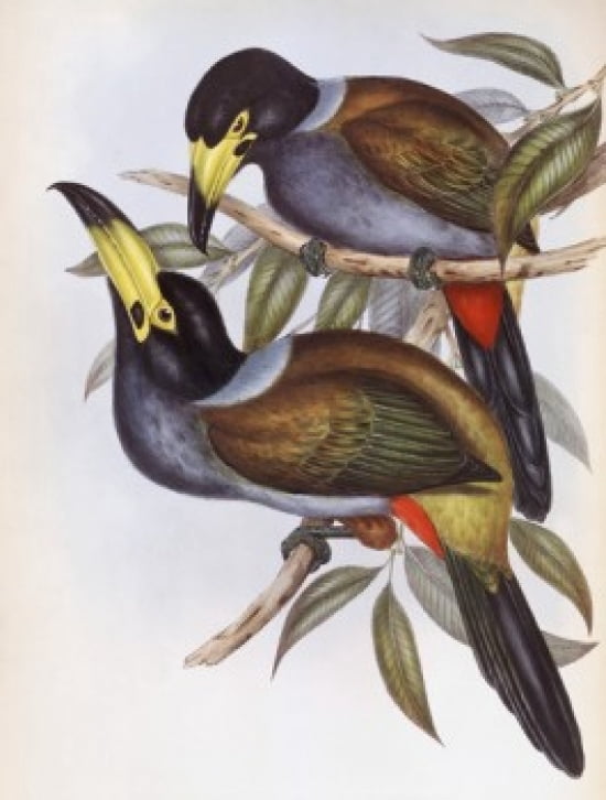 Hooded Hill Toucan John Gould (1804-1881 British) Canvas Art - John Gould (18 x 24)