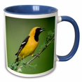 thumbnail image 1 of 3drose, Hooded Oriole Bird, Rio Grande Valley, Texas - Na02 Rnu0166 - Rolf Nussbaumer, 11oz Two-tone Blue Mug, 1 of 6