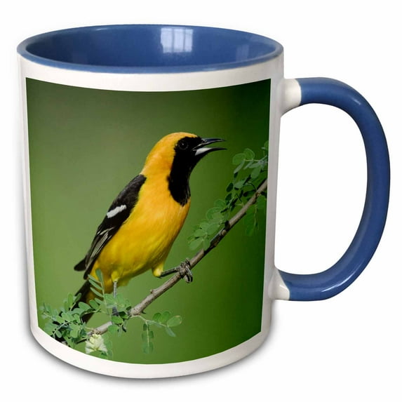 3drose, Hooded Oriole Bird, Rio Grande Valley, Texas - Na02 Rnu0166 - Rolf Nussbaumer, 11oz Two-tone Blue Mug