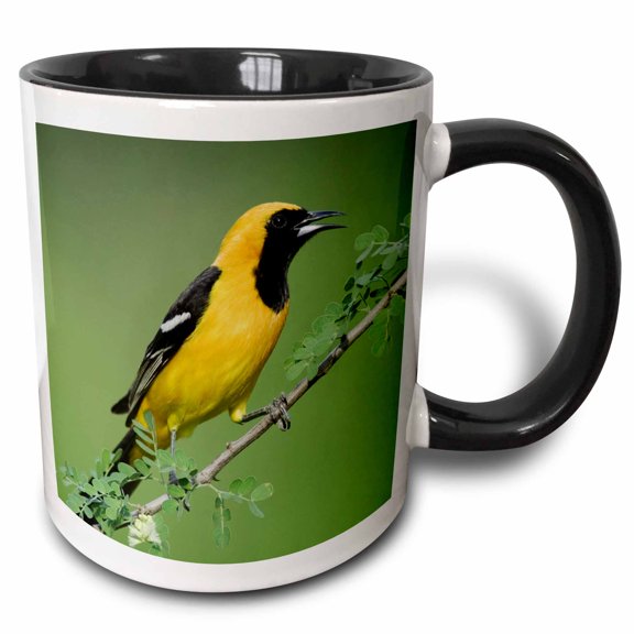 3drose, Hooded Oriole Bird, Rio Grande Valley, Texas - Na02 Rnu0166 - Rolf Nussbaumer, 15oz Two-tone Black Mug