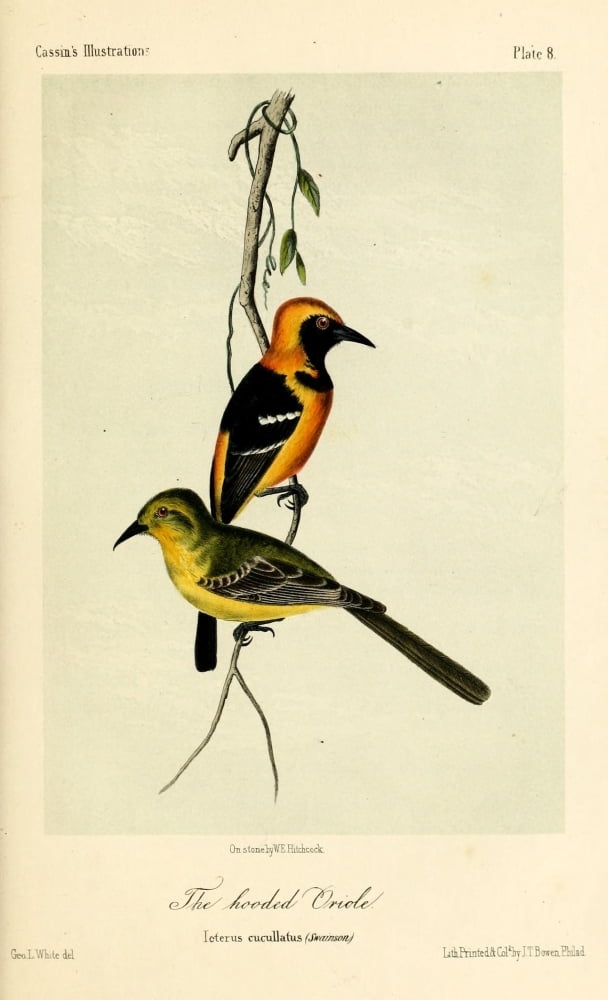 Hooded Oriole Canvas Art - WE Hitchcock (18 x 24)
