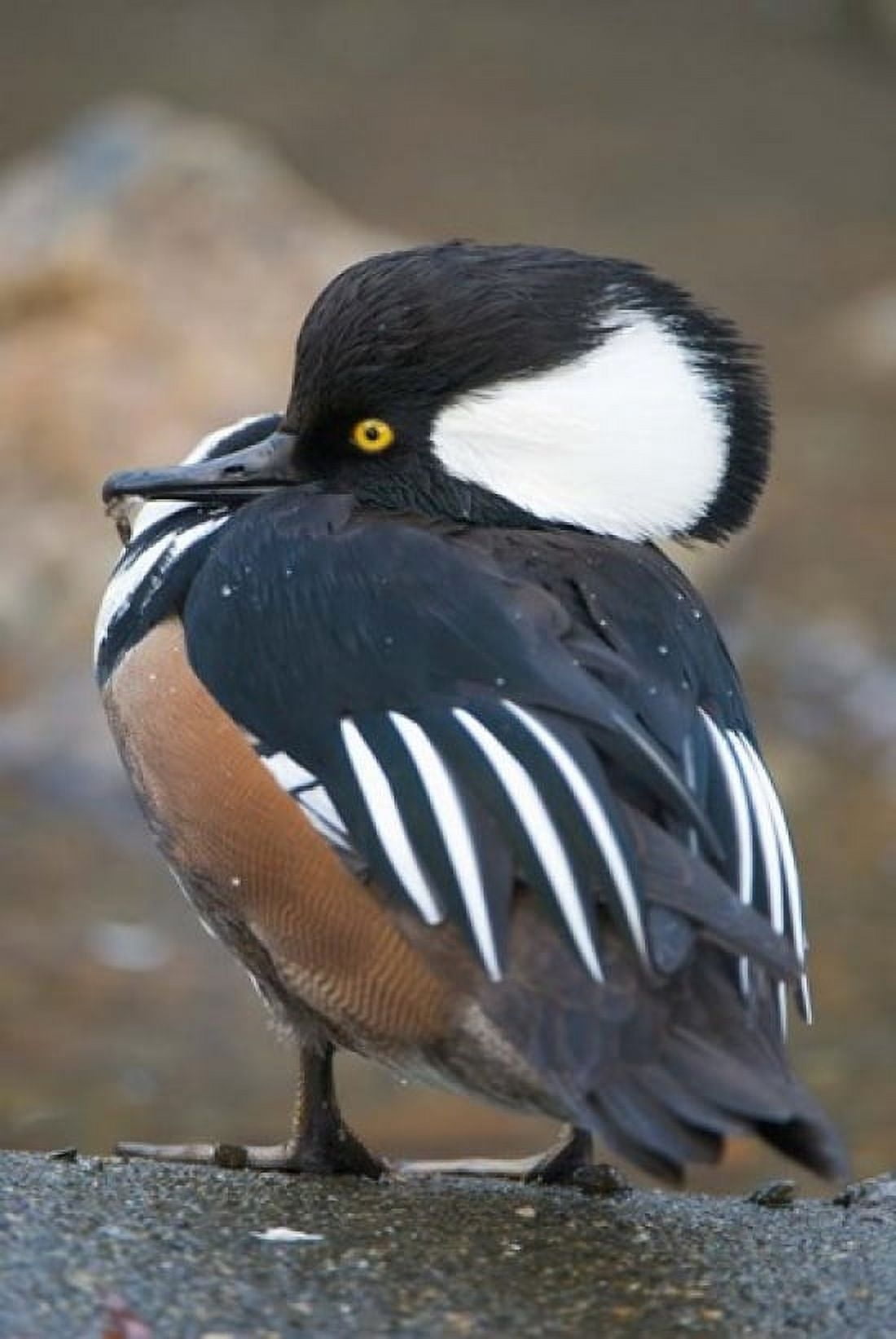 Hooded merganser bird Stanley Park British Columbia Canvas Art - Paul Colangelo DanitaDelimont (24 x 36)