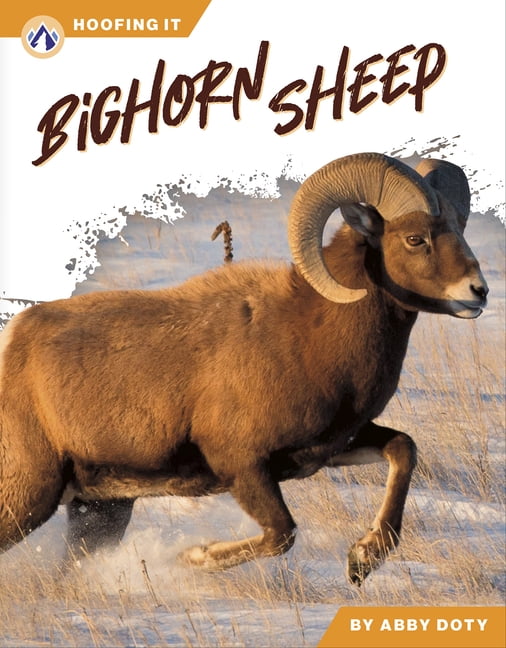 Bighorn Sheep, (Paperback)