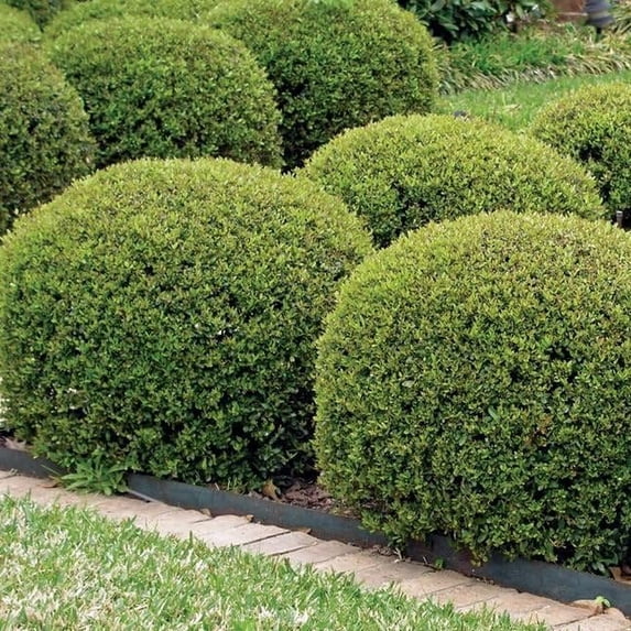 Hoogendoorn Holly Shrub I 1 Large Gallon Size Plant I Ilex Crenata Lustrous Evergreen for Hedging, Privacy Screens, and Decorative Accents