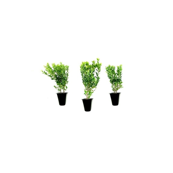 Hoogendoorn Holly Shrub I 40 Live Plants I Ilex Crenata Lustrous Evergreen for Hedging, Privacy Screens, and Decorative Accents