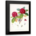 thumbnail image 1 of Hooker, Joseph 11x14 Black Modern Framed Museum Art Print Titled - Rhododendron Fulgens, 1 of 5