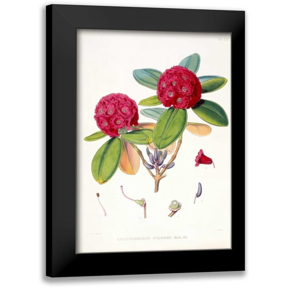 Hooker, Joseph 11x14 Black Modern Framed Museum Art Print Titled - Rhododendron Fulgens