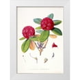thumbnail image 1 of Hooker, Joseph 14x18 White Modern Wood Framed Museum Art Print Titled - Rhododendron Fulgens, 1 of 4