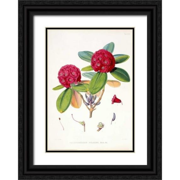 Hooker, Joseph 18x24 Black Ornate Wood Framed with Double Matting Museum Art Print Titled - Rhododendron Fulgens