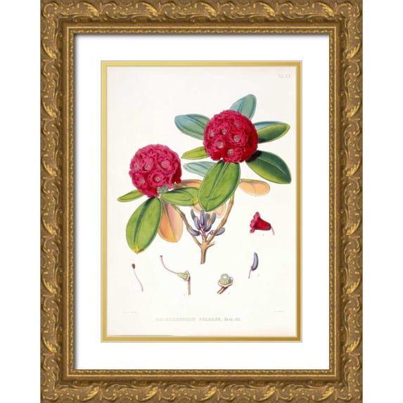 Hooker, Joseph 18x24 Gold Ornate Wood Framed with Double Matting Museum Art Print Titled - Rhododendron Fulgens