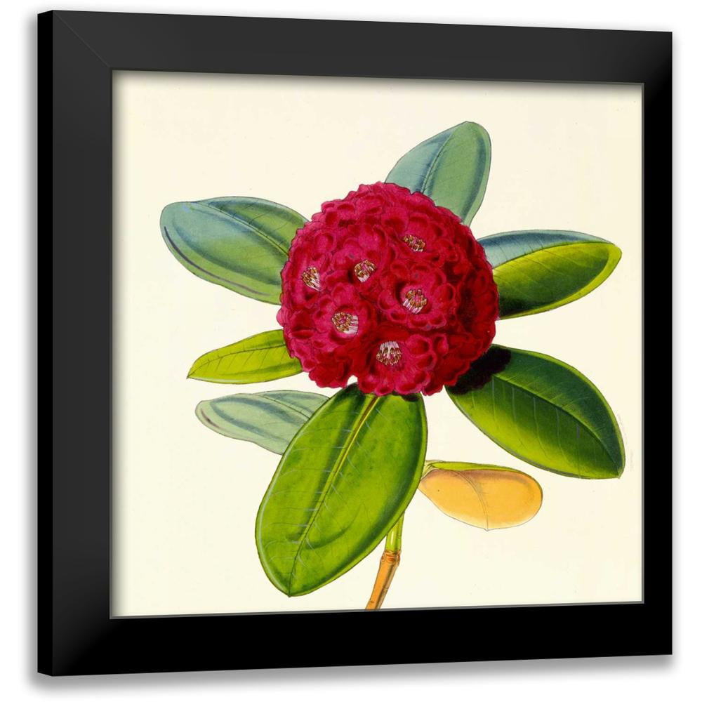 Hooker, Joseph Dalton 12x12 Gold Ornate Wood Framed with Double Matting  Museum Art Print Titled - Rhododendron Fulgens Flower - Walmart.com