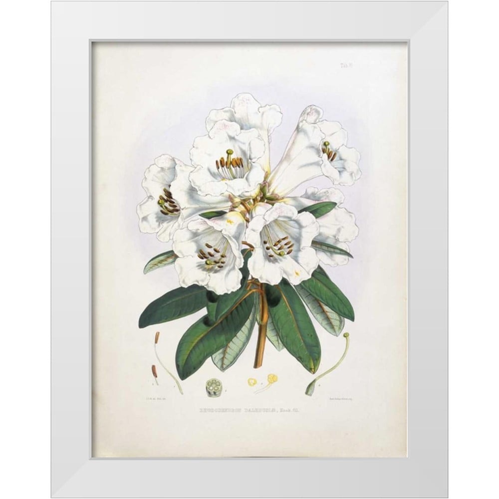 thuja smaragd kaufen 80-100 Smaragd Lebensbaum main image 1