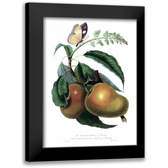 Hooker, William 11x14 Black Modern Framed Museum Art Print Titled - Mango with Butterfly