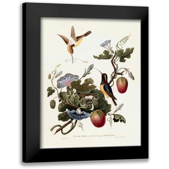 Hooker, William 12x14 Black Modern Framed Museum Art Print Titled - Taylor Birds
