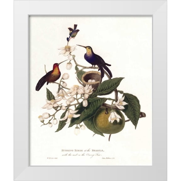 Hooker, William 12x14 White Modern Wood Framed Museum Art Print Titled - Humming Birds