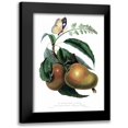 thumbnail image 1 of Hooker, William 19x24 Black Modern Framed Museum Art Print Titled - Mango with Butterfly, 1 of 5