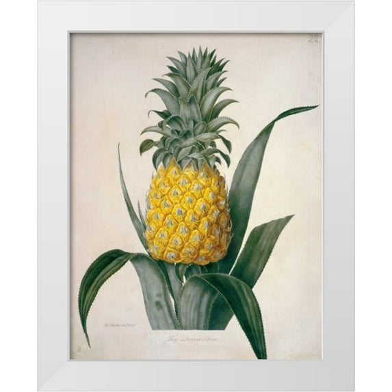 Hooker, William 19x24 White Modern Wood Framed Museum Art Print Titled - The Queen Pineapple