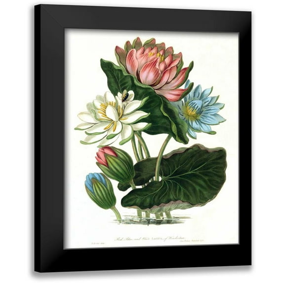 Hooker, William 20x24 Black Modern Framed Museum Art Print Titled - Lotus