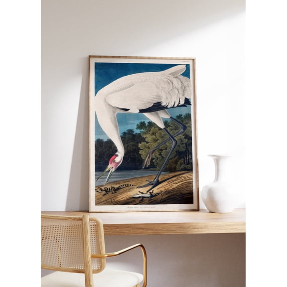 Hooping Crane Vintage Bird Unframed Paper Print