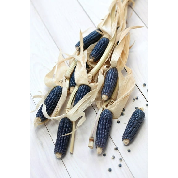 Hopi Blue Dry Field Corn
