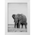 thumbnail image 1 of Hopkins, Cindy Miller 11x14 White Modern Wood Framed Museum Art Print Titled - Africa-Kenya-Laikipia Plateau-Ol Pejeta Conservancy-African elephant, 1 of 4
