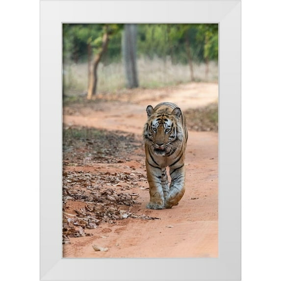 Hopkins, Cindy Miller 11x14 White Modern Wood Framed Museum Art Print Titled - India-Madhya Pradesh-Bandhavgarh National Park Bengal tiger-endangered species