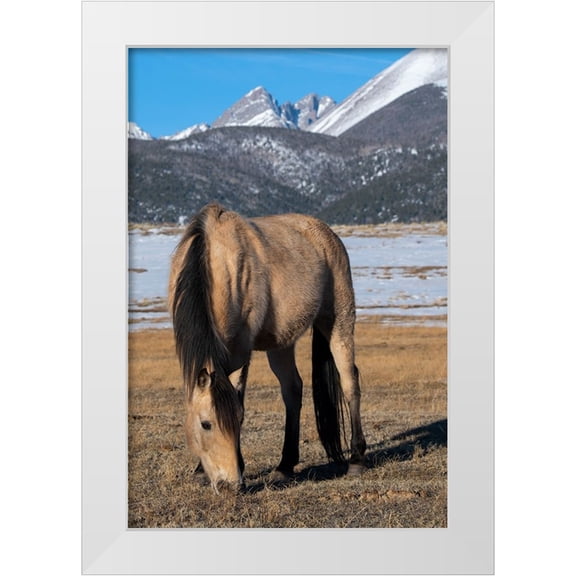 Hopkins, Cindy Miller 11x14 White Modern Wood Framed Museum Art Print Titled - USA-Colorado-Westcliffe Music Meadows Ranch Buckskin horse with Rocky Mountains in the distance