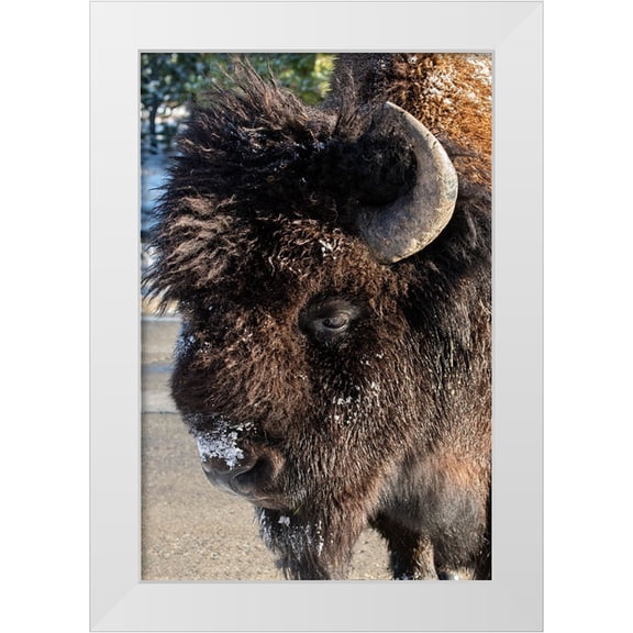 Hopkins, Cindy Miller 11x14 White Modern Wood Framed Museum Art Print Titled - USA-Wyoming-Yellowstone National Park-Lone male American bison-aka buffalo with frost on face-Head