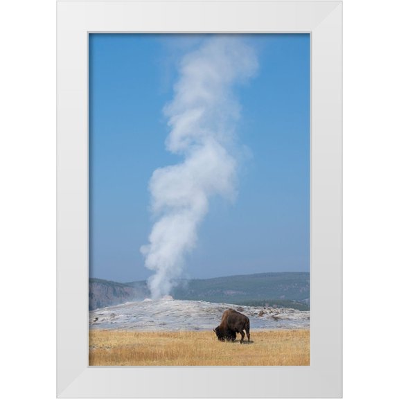 Hopkins, Cindy Miller 11x14 White Modern Wood Framed Museum Art Print Titled - USA-Wyoming-Yellowstone National Park-Upper Geyser Basin-Lone male American bison-aka buffalo-in fr
