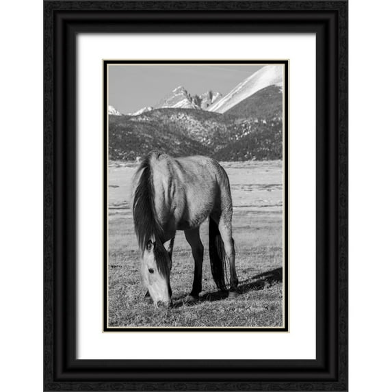 Hopkins, Cindy Miller 13x18 Black Ornate Wood Framed with Double Matting Museum Art Print Titled - USA-Colorado-Westcliffe Music Meadows Ranch Buckskin horse with Rocky Mountains in the distance