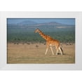 thumbnail image 1 of Hopkins, Cindy Miller 14x11 White Modern Wood Framed Museum Art Print Titled - Africa-Kenya-Ol Pejeta Conservancy-Reticulated giraffe Endangered species, 1 of 4