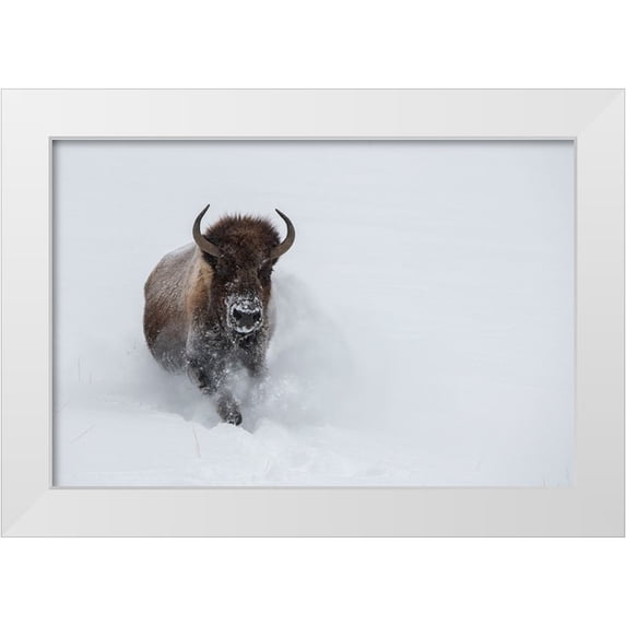 Hopkins, Cindy Miller 14x11 White Modern Wood Framed Museum Art Print Titled - USA-Wyoming-Yellowstone National Park Lone bull bison running in deep snow