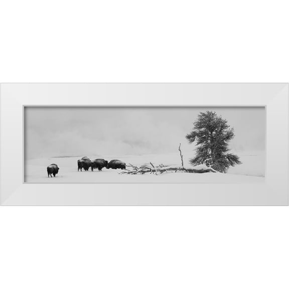 Hopkins, Cindy Miller 14x7 White Modern Wood Framed Museum Art Print Titled - USA-Wyoming-Yellowstone National Park Bison herd in snow