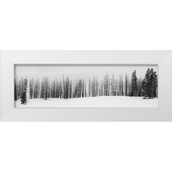 Hopkins, Cindy Miller 14x7 White Modern Wood Framed Museum Art Print Titled - USA-Wyoming-Yellowstone National Park Winter line of trees