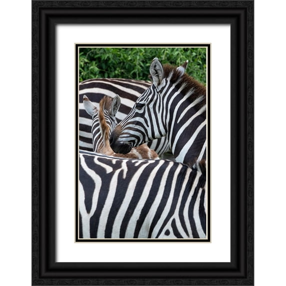 Hopkins, Cindy Miller 17x24 Black Ornate Wood Framed with Double Matting Museum Art Print Titled - Africa-Kenya-Serengeti Plains-Maasai Mara-Plains zebra aka common or Burchells zebra