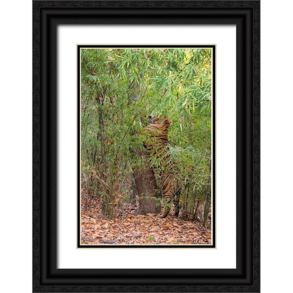 Hopkins, Cindy Miller 17x24 Black Ornate Wood Framed with Double Matting Museum Art Print Titled - India-Madhya Pradesh-Bandhavgarh National Park Bengal tiger sent marking tree in bamboo habitat