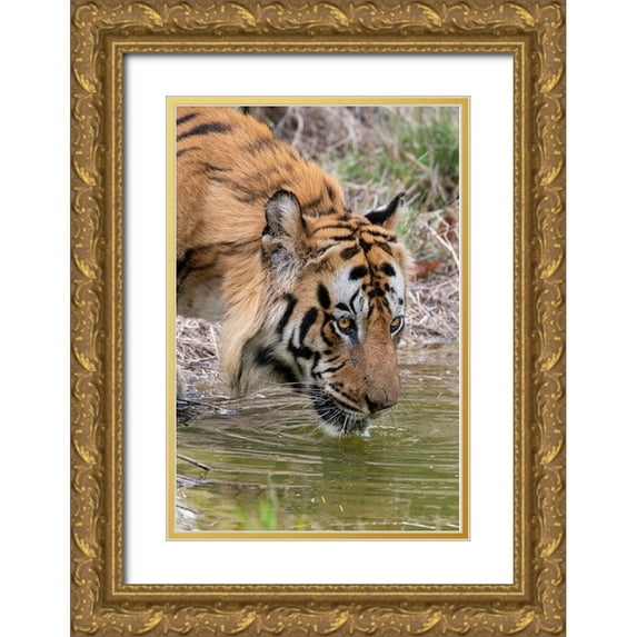 Hopkins, Cindy Miller 17x24 Gold Ornate Wood Framed with Double Matting Museum Art Print Titled - India-Madhya Pradesh-Bandhavgarh National Park Male Bengal tiger drinking from pond