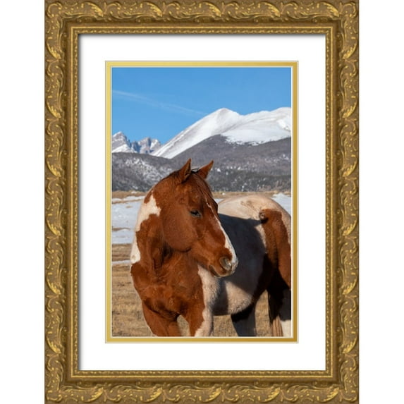 Hopkins, Cindy Miller 17x24 Gold Ornate Wood Framed with Double Matting Museum Art Print Titled - USA-Colorado-Westcliffe Music Meadows Ranch Paint horse with Rocky Mountains in the distance